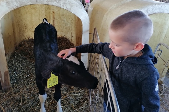 Spracovanie mlieka z regionálnej farmy 1