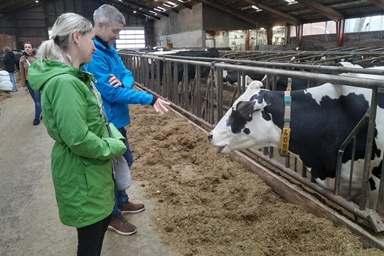 Návšteva mliečnej farmy, Stepping, Dánsko 1