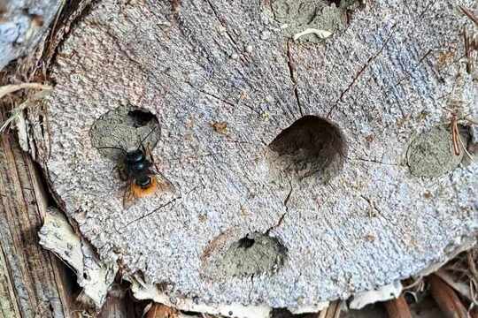 Včielky samotárky 1